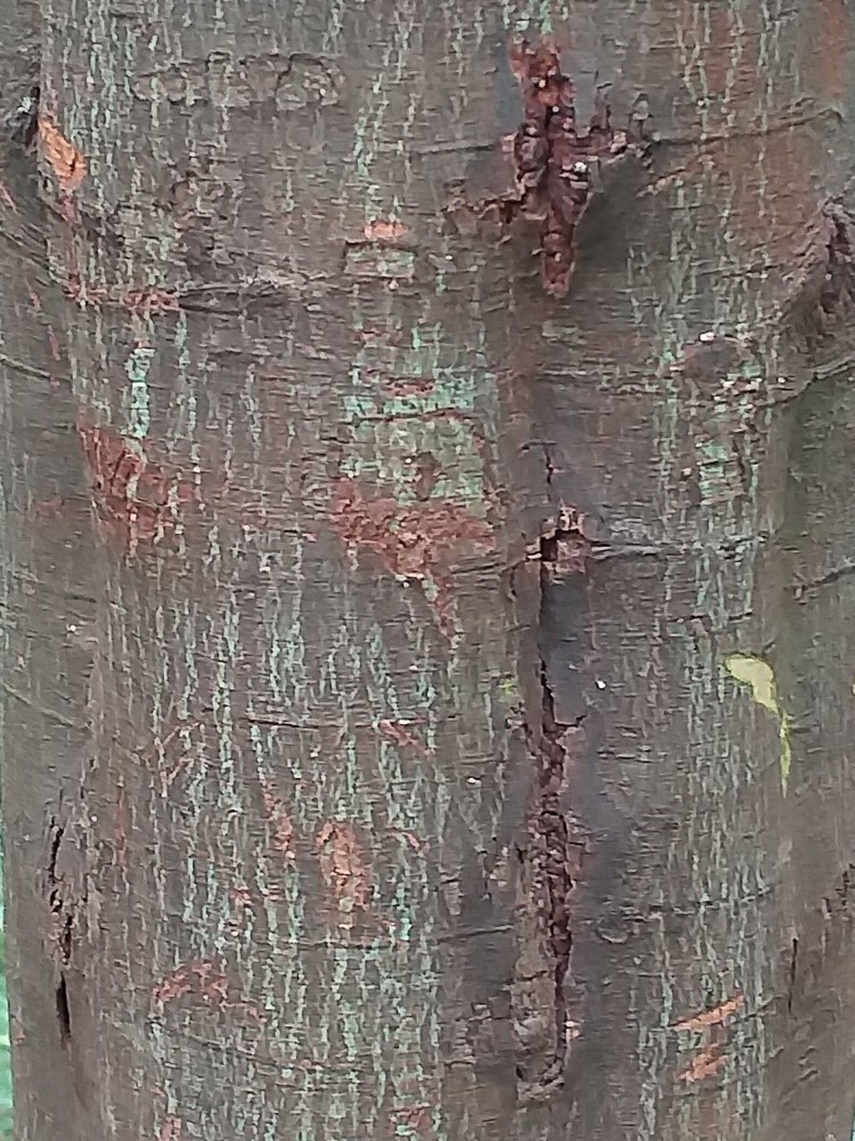Acacia podalyriifolia bark
