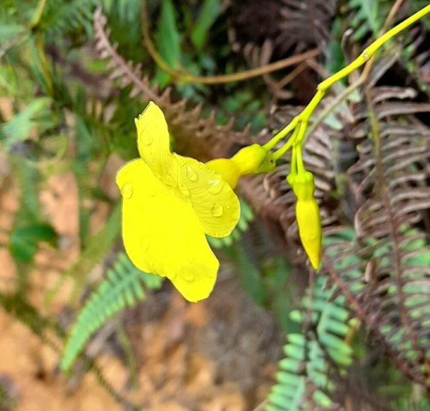 Angadenia lindeniana flower