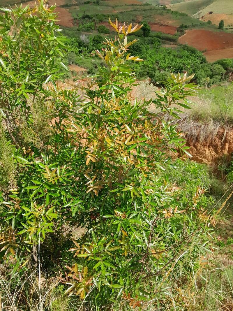 Pterophylla rutenbergii habit