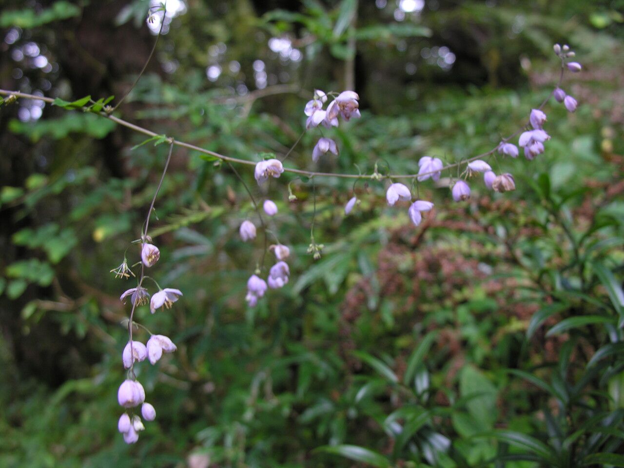 Thalictrum chelidonii habit