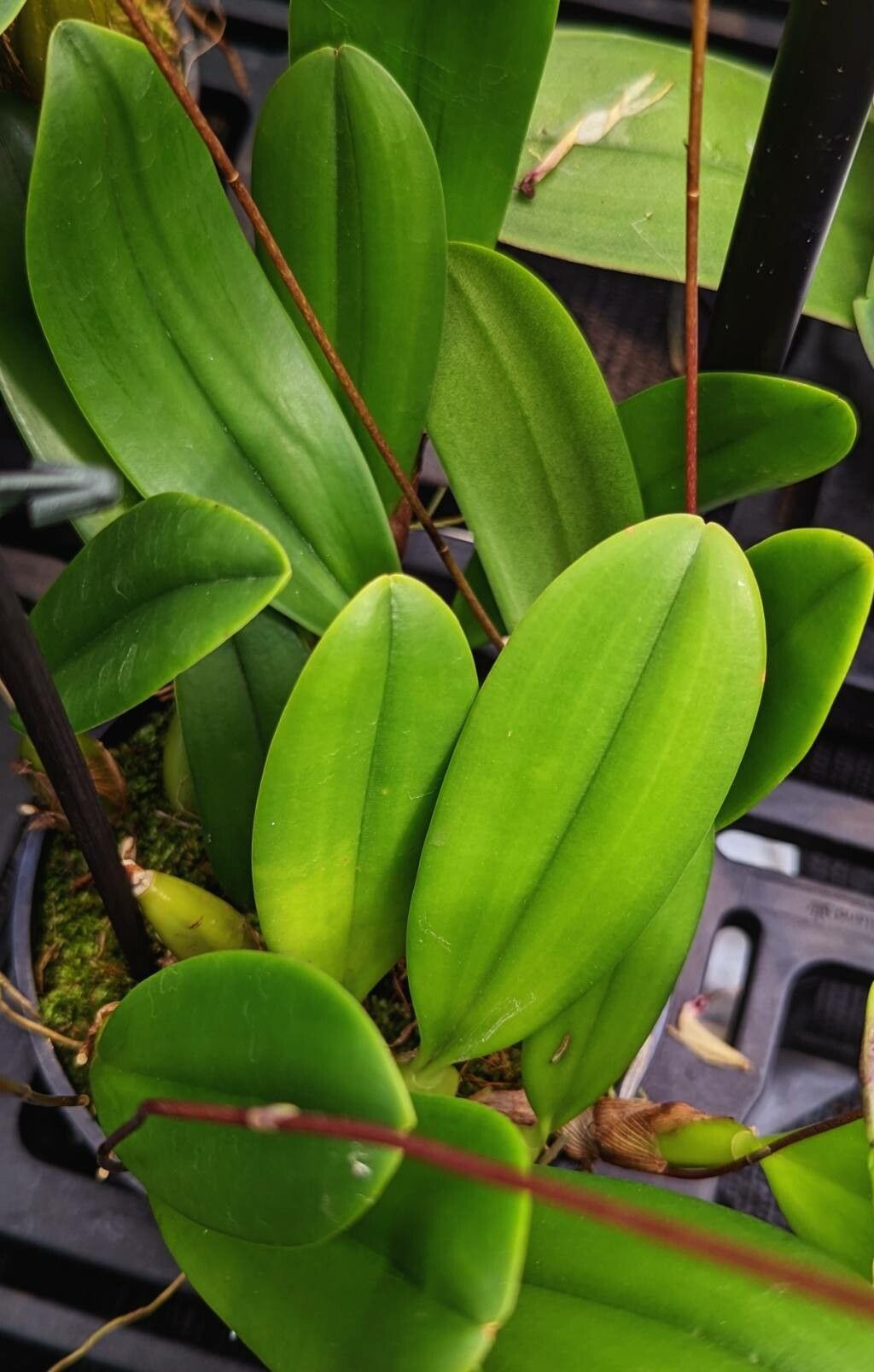 Bulbophyllum makoyanum — houseplant care guide