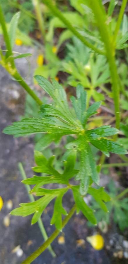 Ranunculus montanus leaf