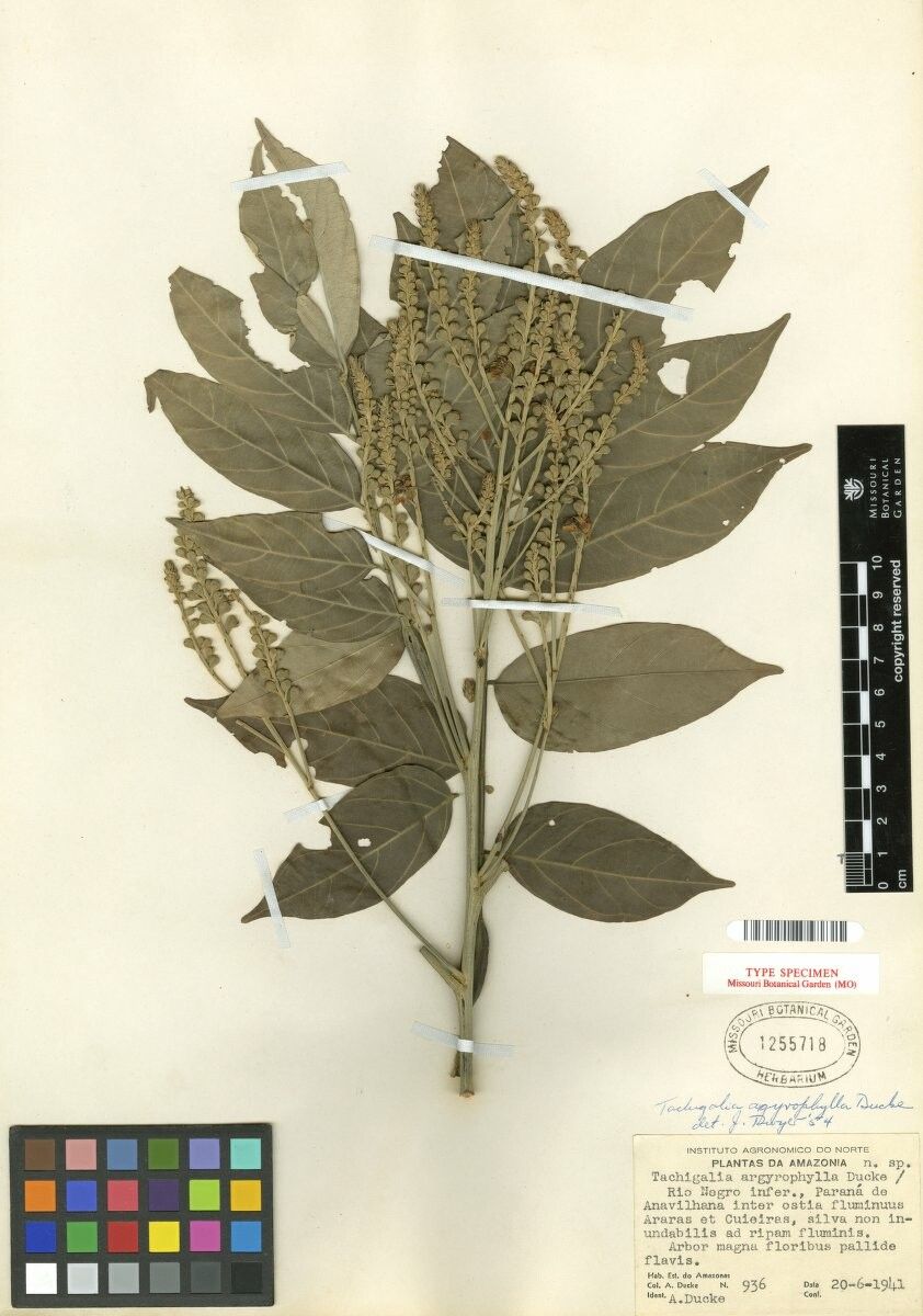 Tachigali argyrophylla — related species from the same genus