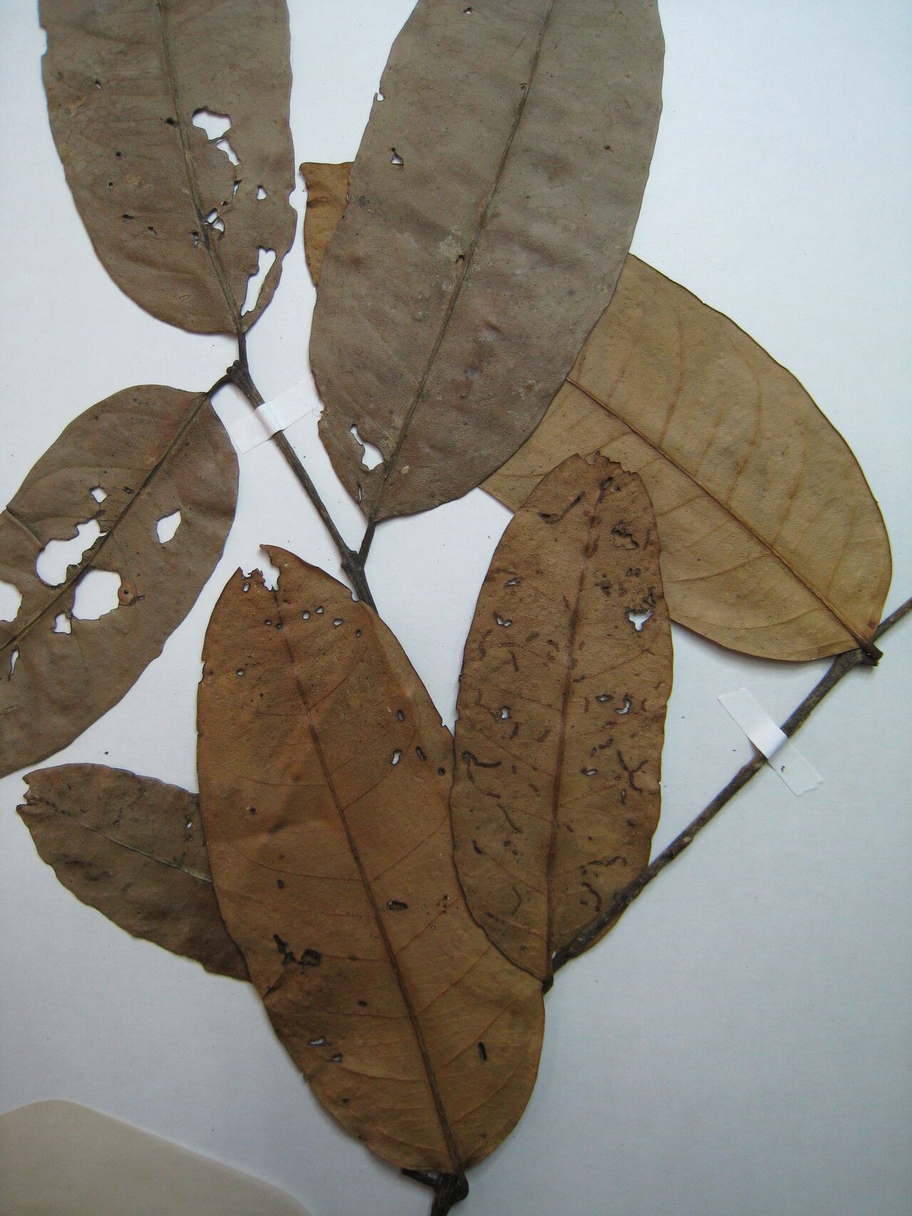 Salacia impressifolia — houseplant care guide