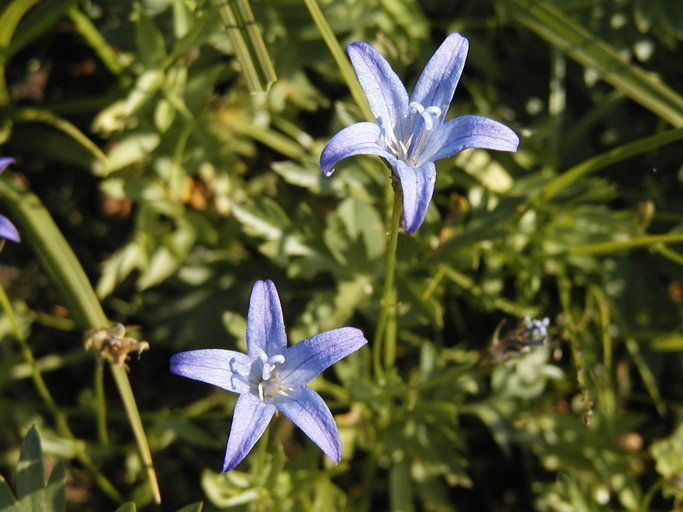 Campanula wilkinsiana flower