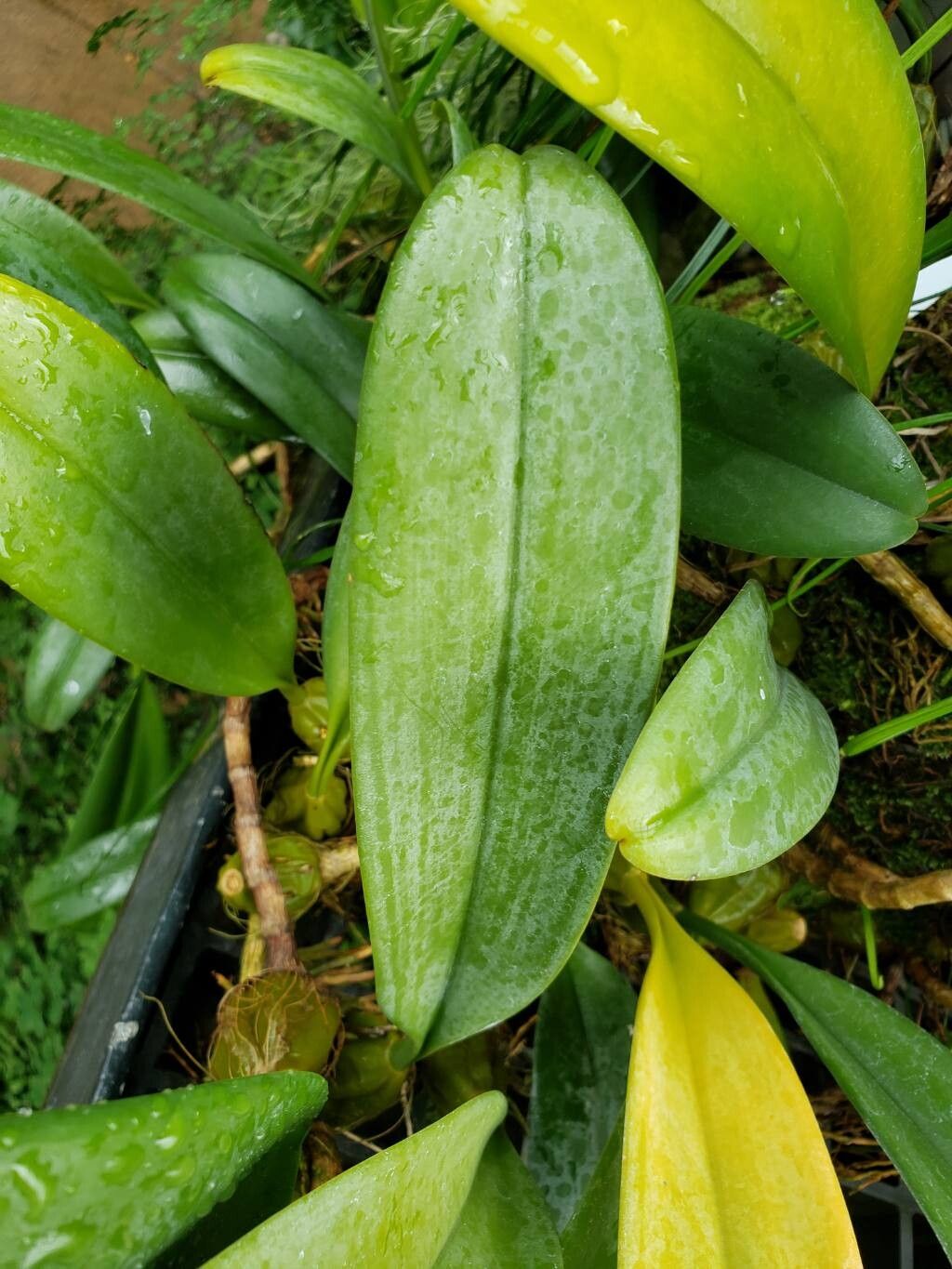 Bulbophyllum mastersianum — houseplant care guide