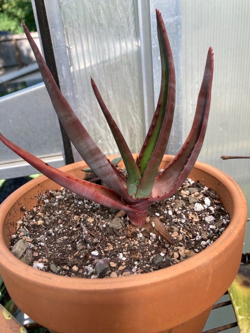 Aloe vryheidensis leaf