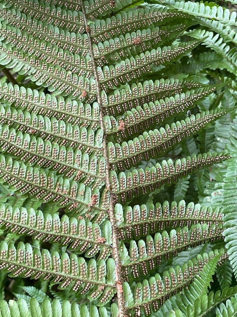 Dryopteris affinis fruit