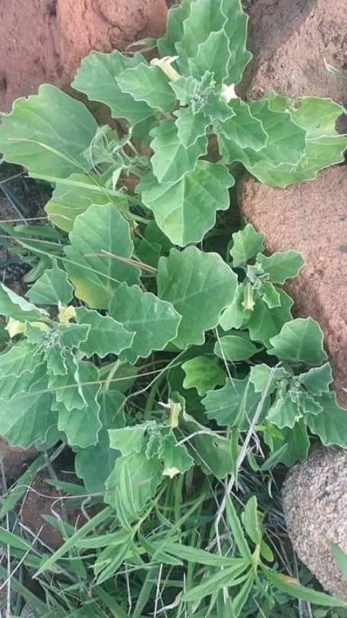 Pedalium murex — search result for 'Pedaliaceae'