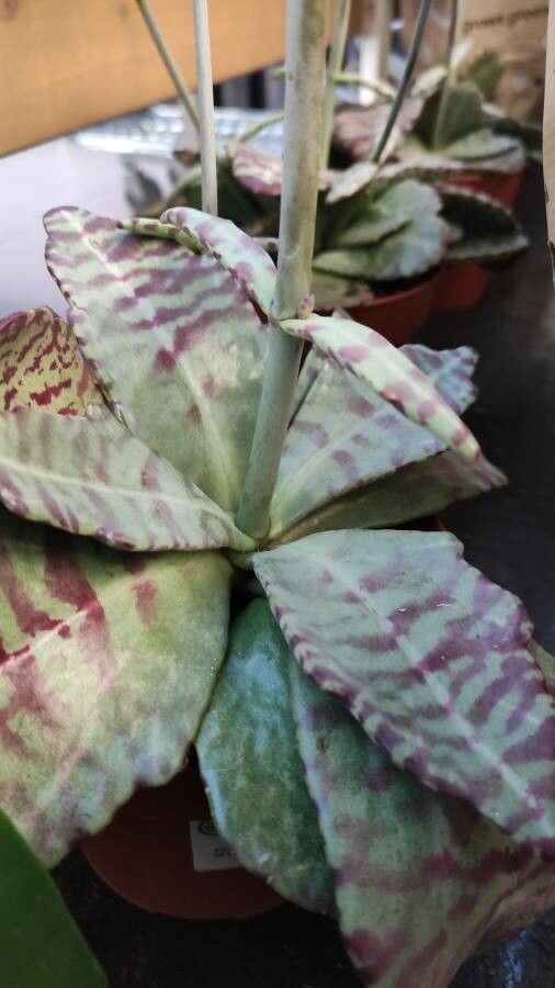 Kalanchoe marmorata — difficulty difficulty houseplant