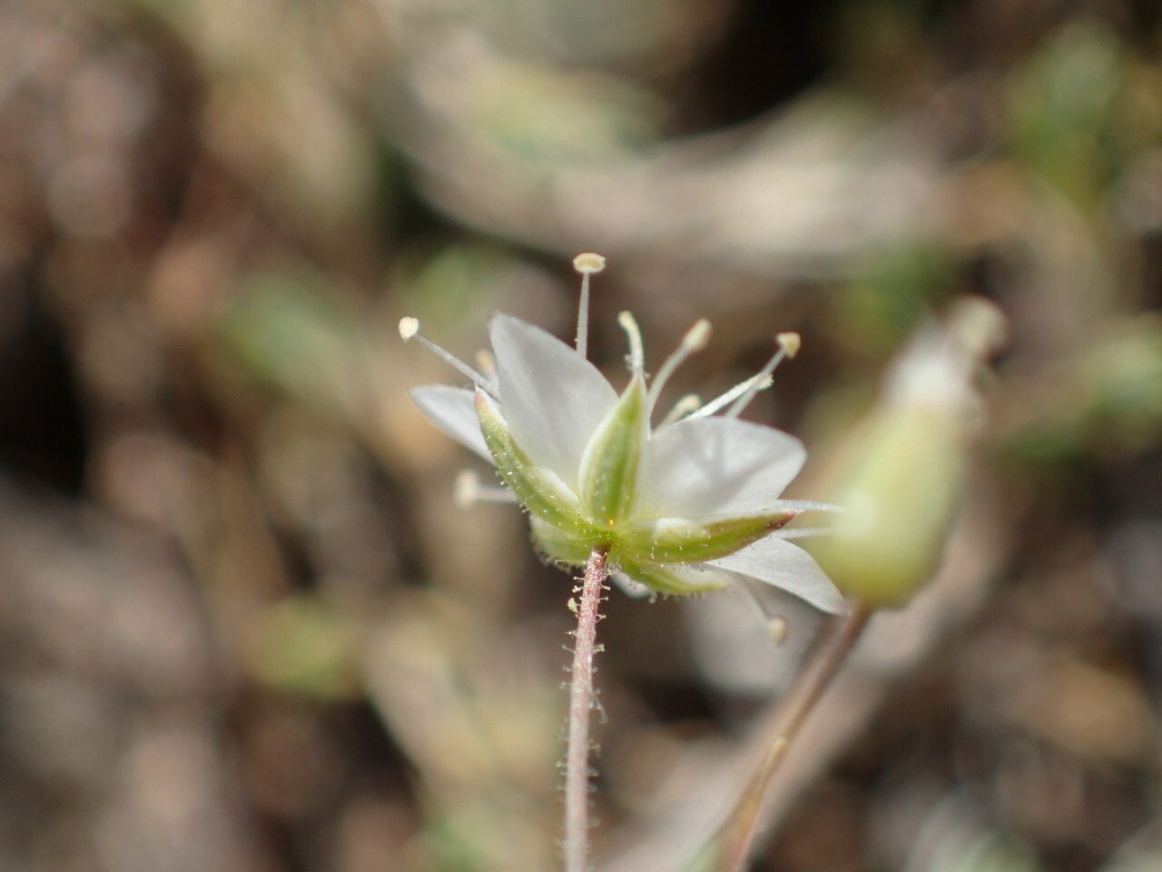 Sabulina attica flower