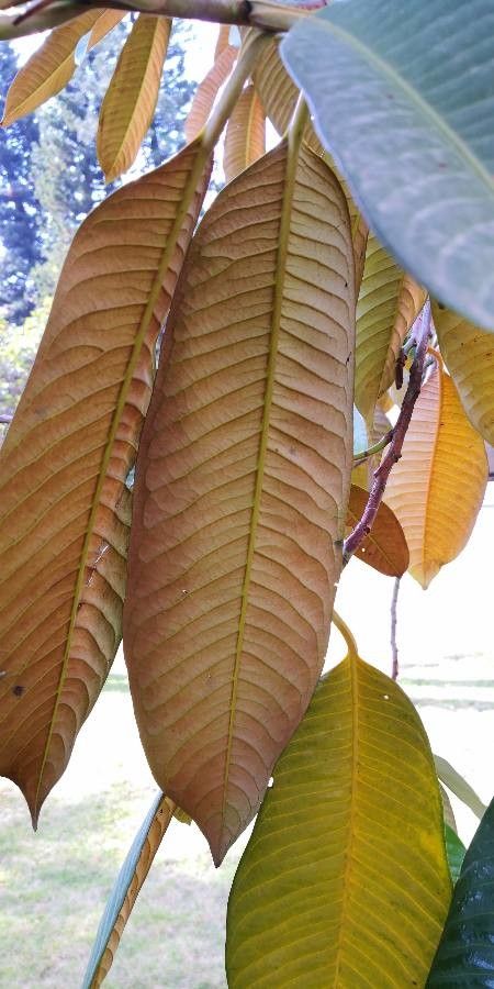 Myristica yunnanensis leaf