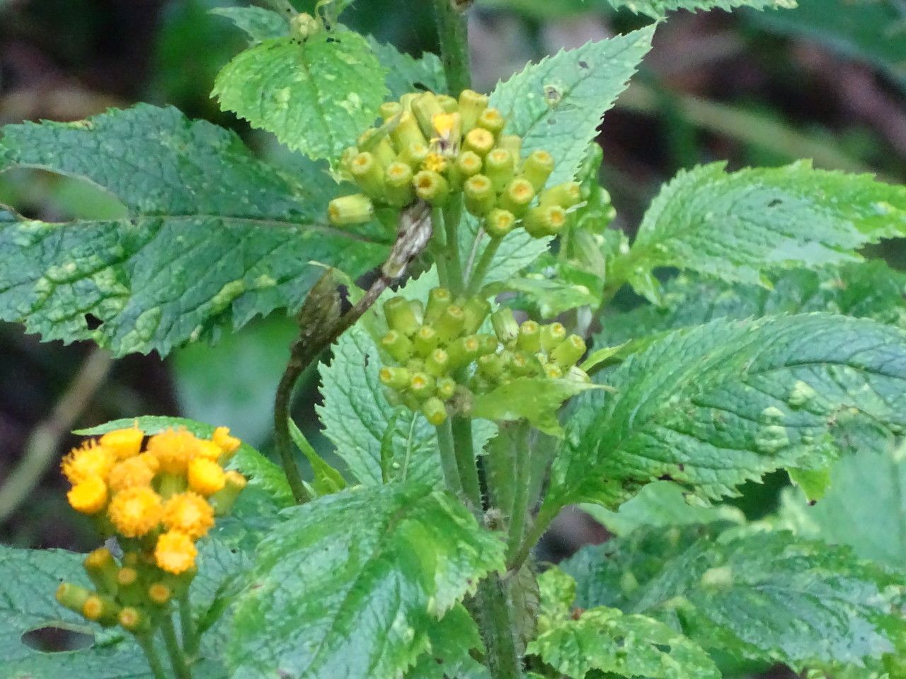 Senecio maranguensis — houseplant care guide