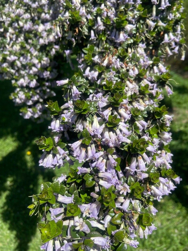 Rhaphithamnus spinosus flower