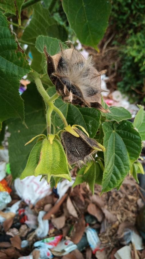 Abroma augusta fruit