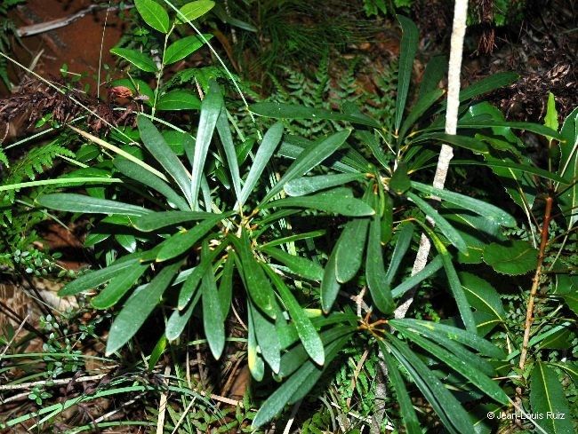Codiaeum oligogynum habit