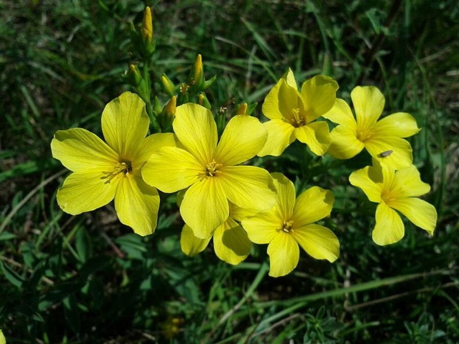 Linum flavum flower