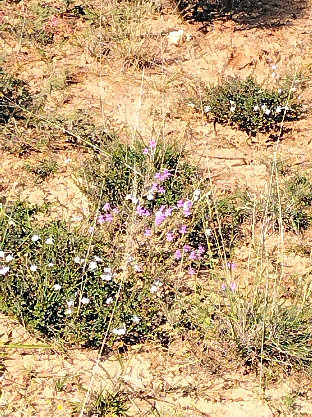 Jamesbrittenia microphylla flower