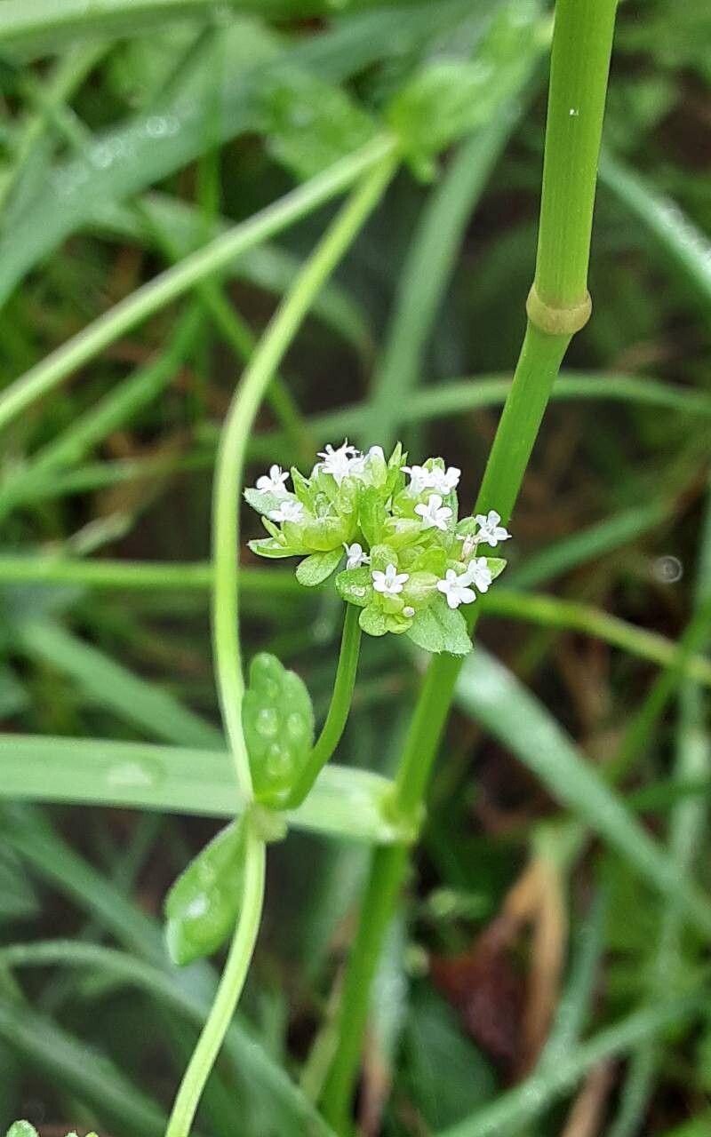 Valeriana woodsiana flower