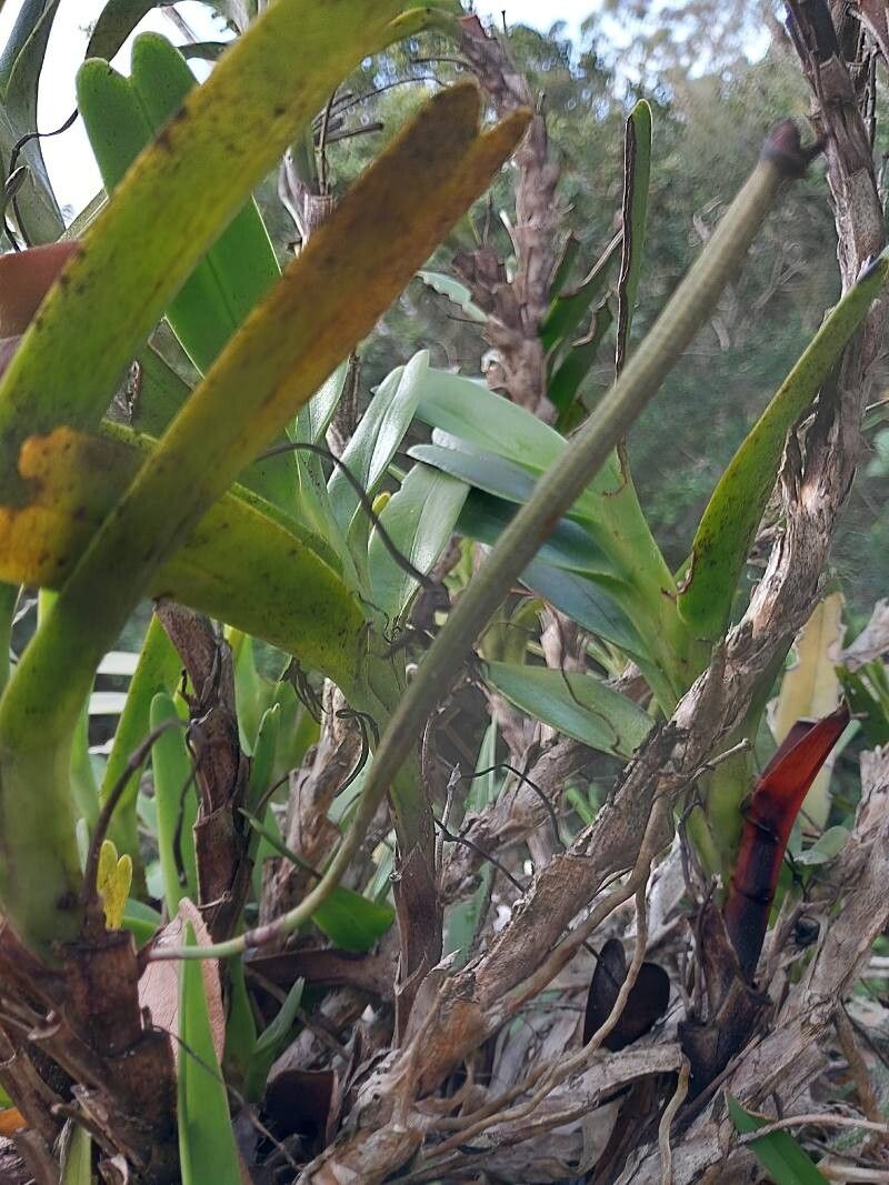 Jumellea confusa fruit