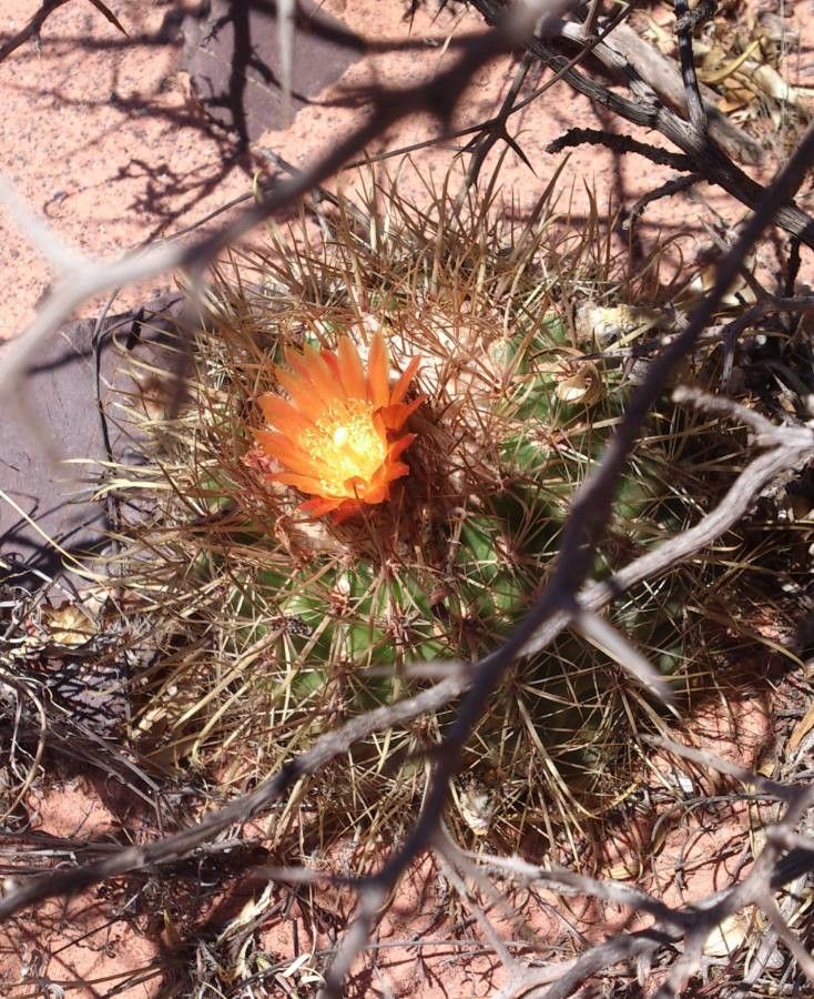 Parodia maasii flower