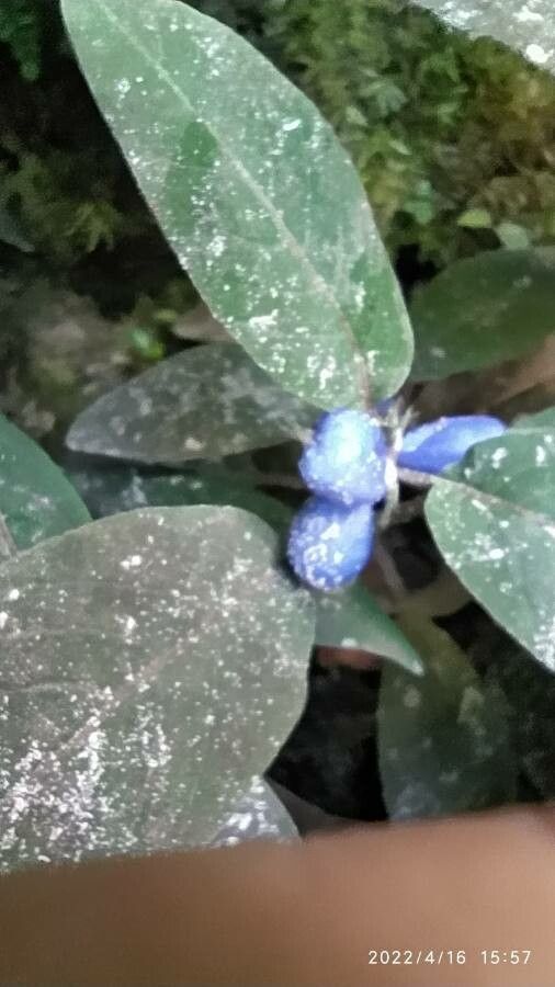 Coccocypselum hirsutum flower