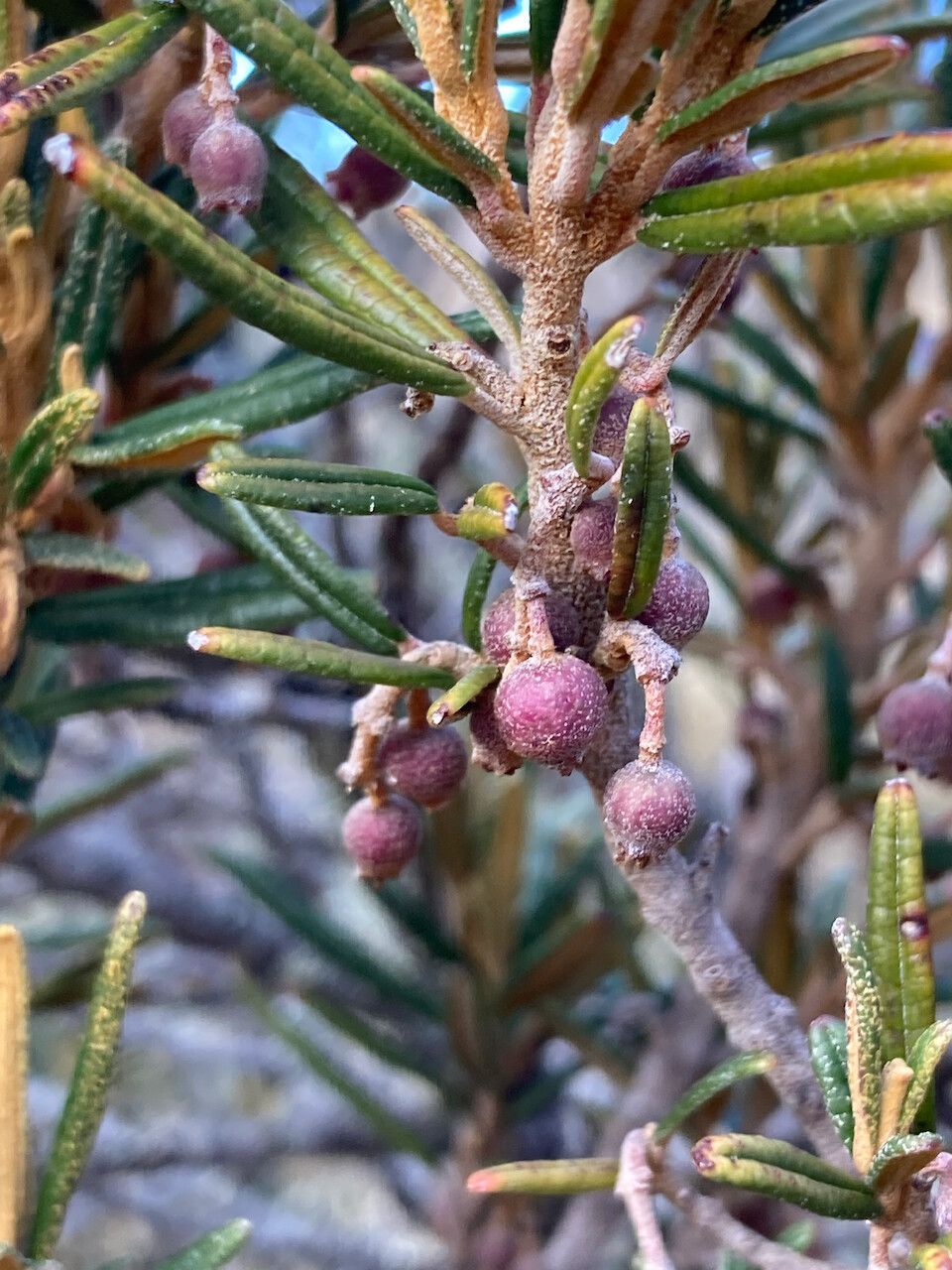 Miconia salicifolia fruit