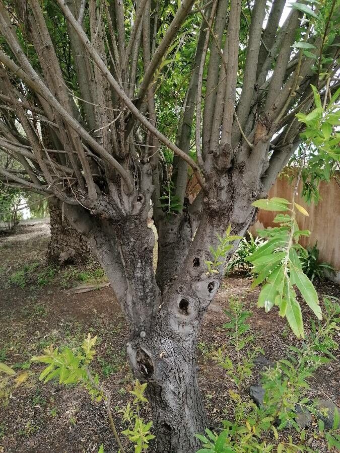 Salix canariensis bark