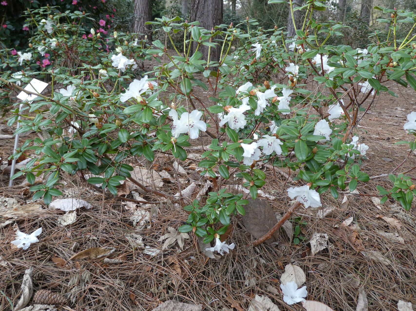 Rhododendron moupinense habit