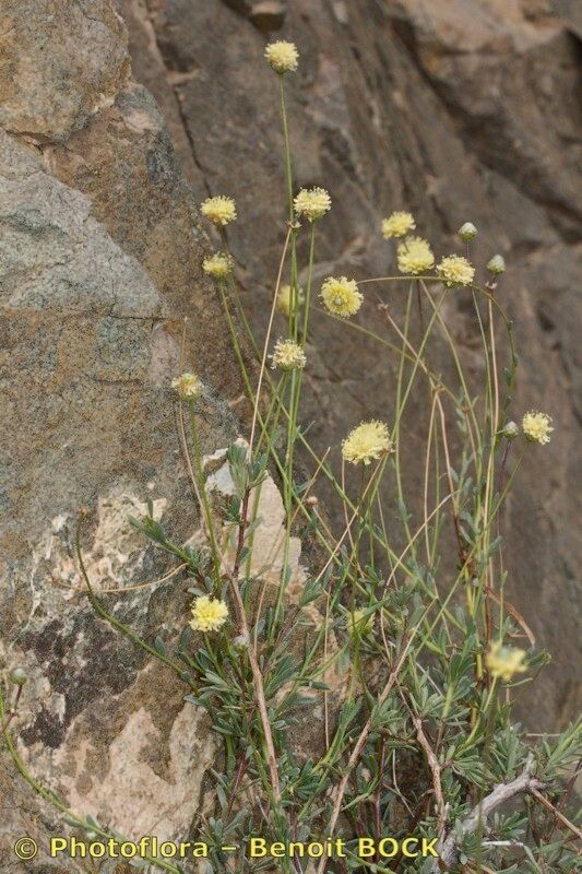 Globularia nainii habit