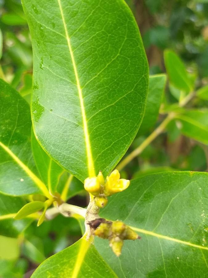 Avicennia marina flower