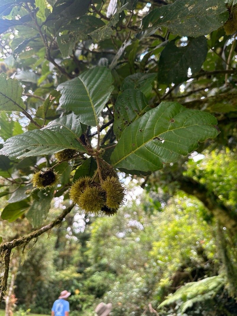 Sloanea faginea — houseplant care guide