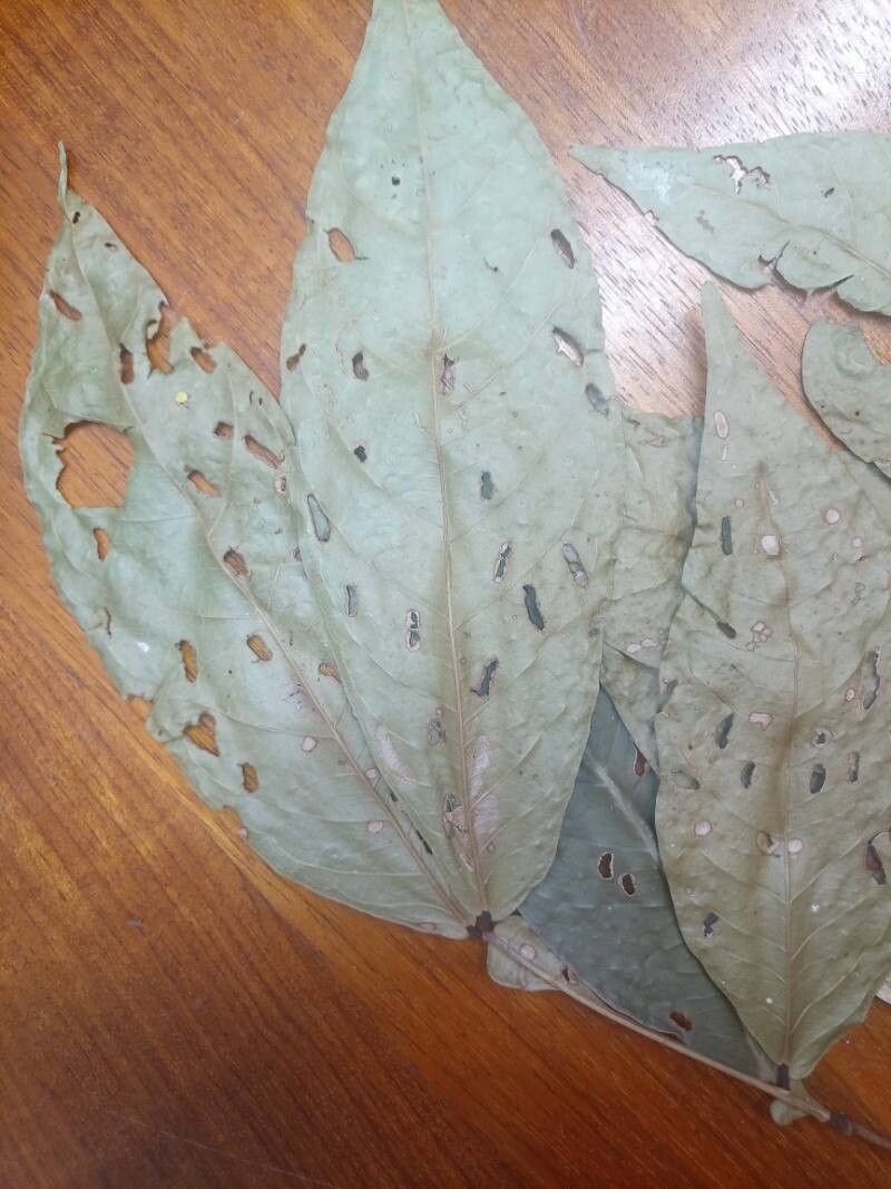 Inga graciliflora — houseplant care guide