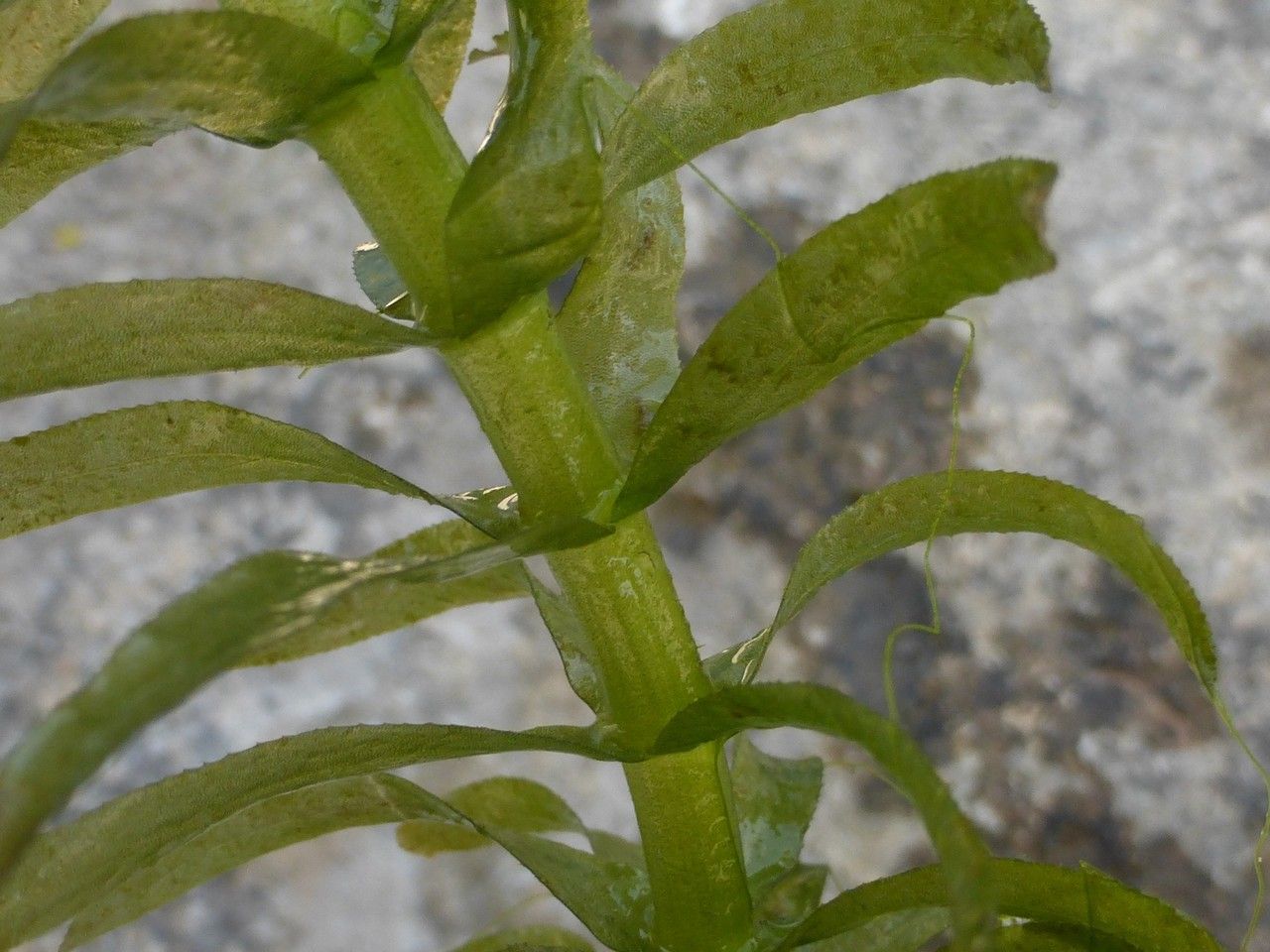 Egeria densa leaf