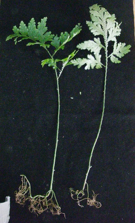 Selaginella oaxacana other