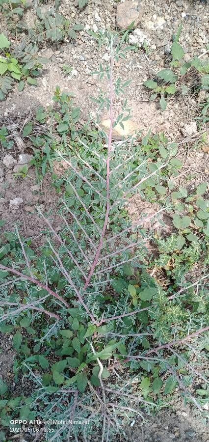 Indigofera oblongifolia leaf