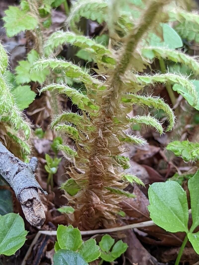 Polystichum braunii bark