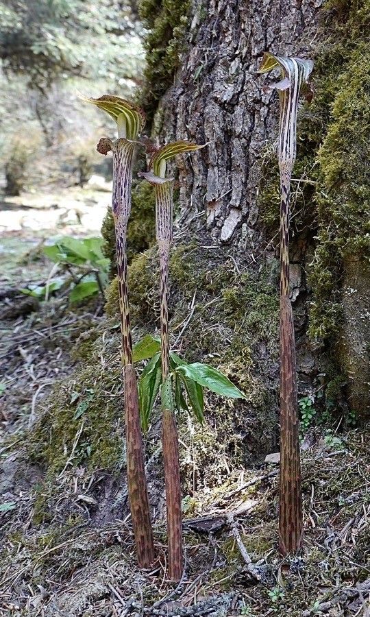 Arisaema speciosum other