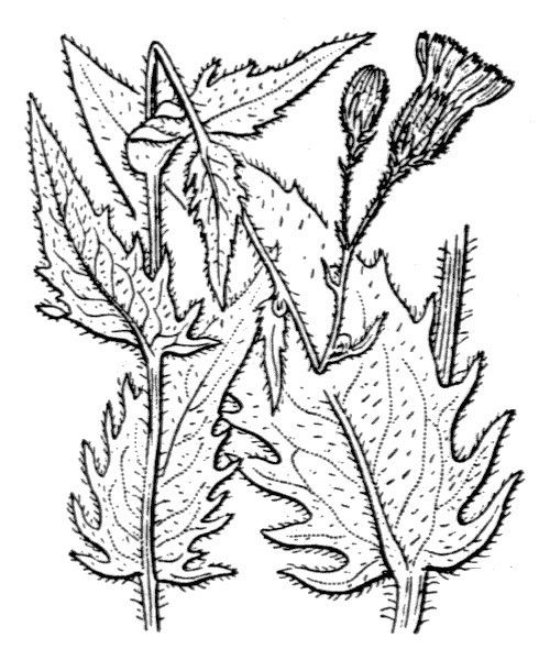 Hieracium lycopifolium — houseplant care guide