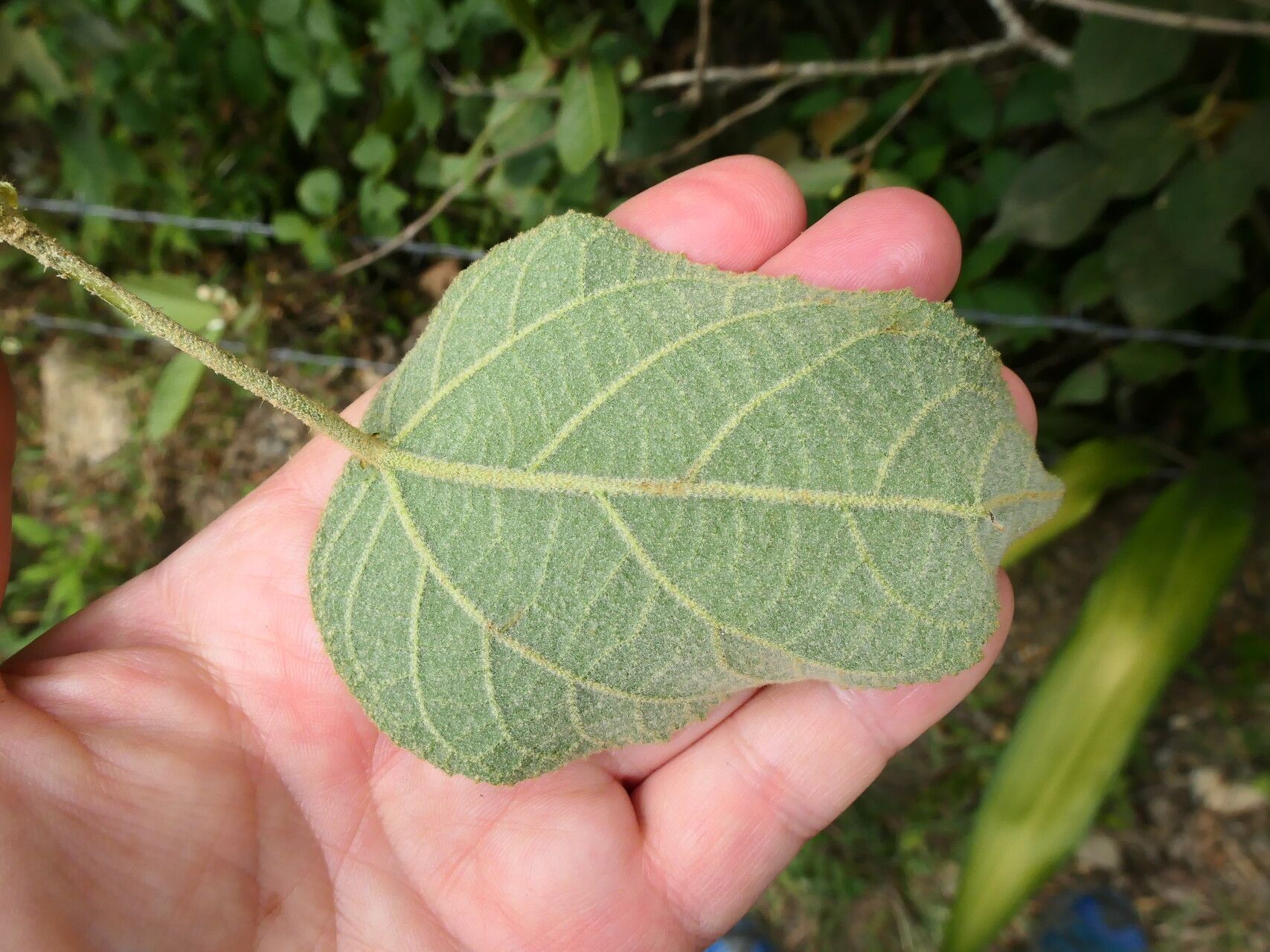 Croton purdiei — houseplant care guide