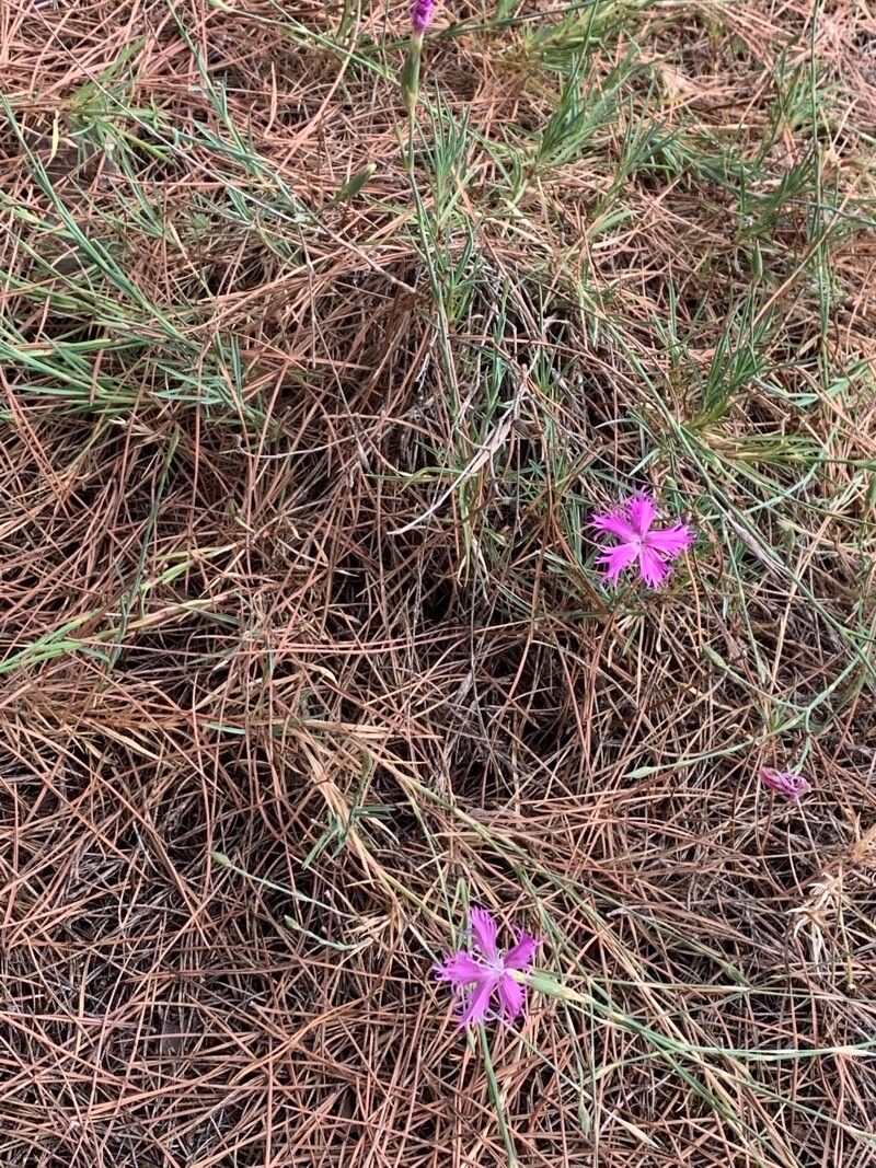 Dianthus broteri habit