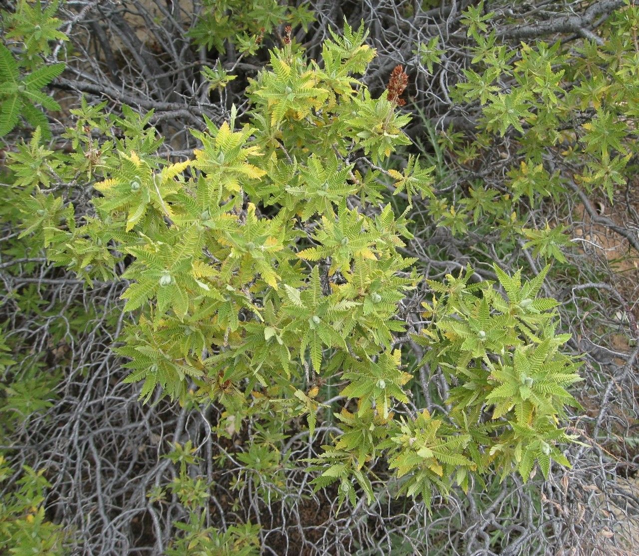Chamaebatiaria millefolium habit