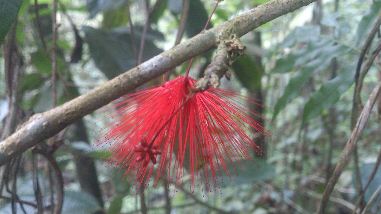 Calliandra brenesii flower