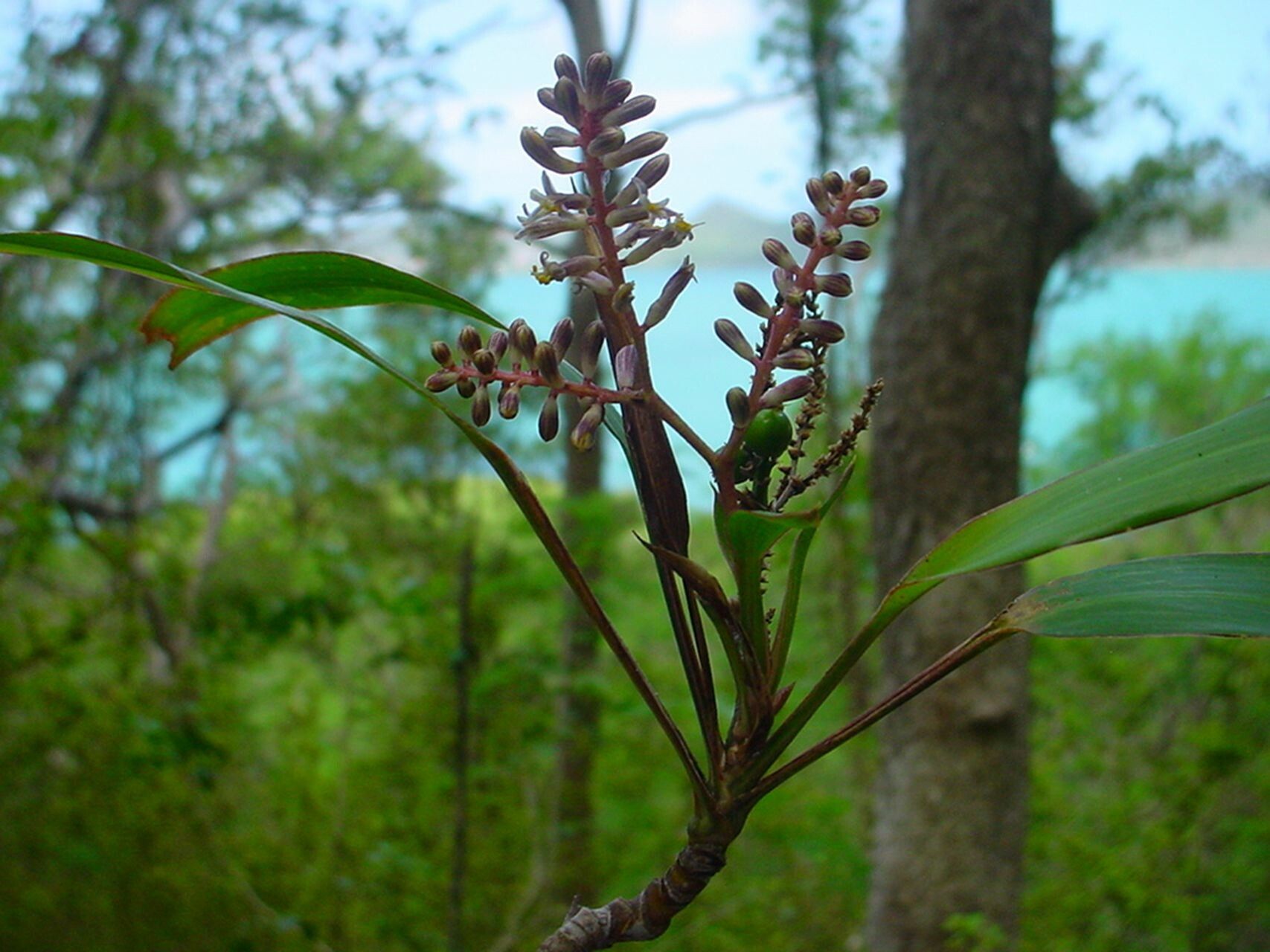 Cordyline neocaledonica habit