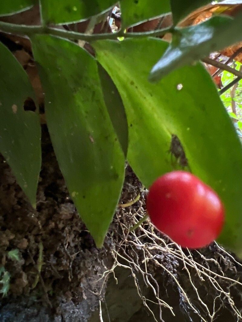 Ruscus streptophyllus fruit