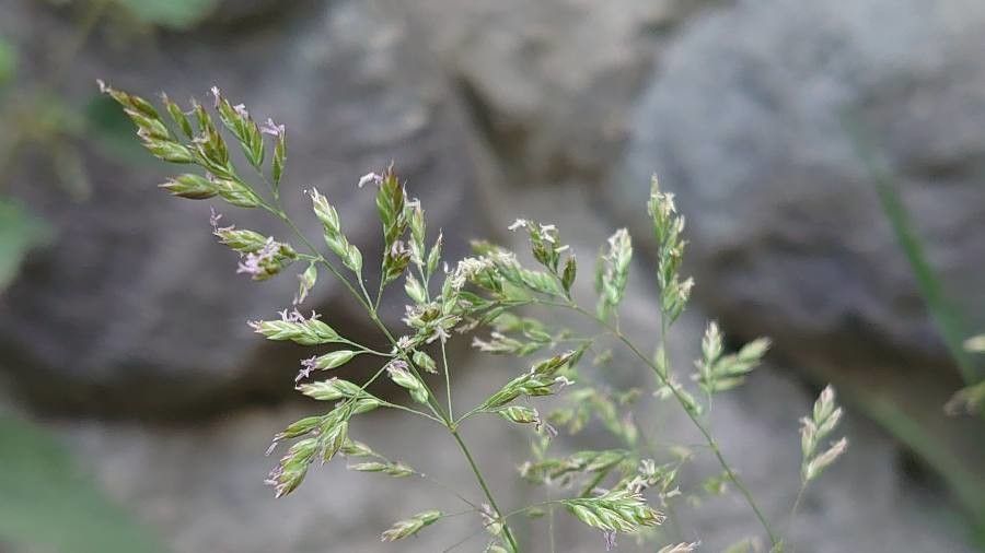 Poa pratensis flower