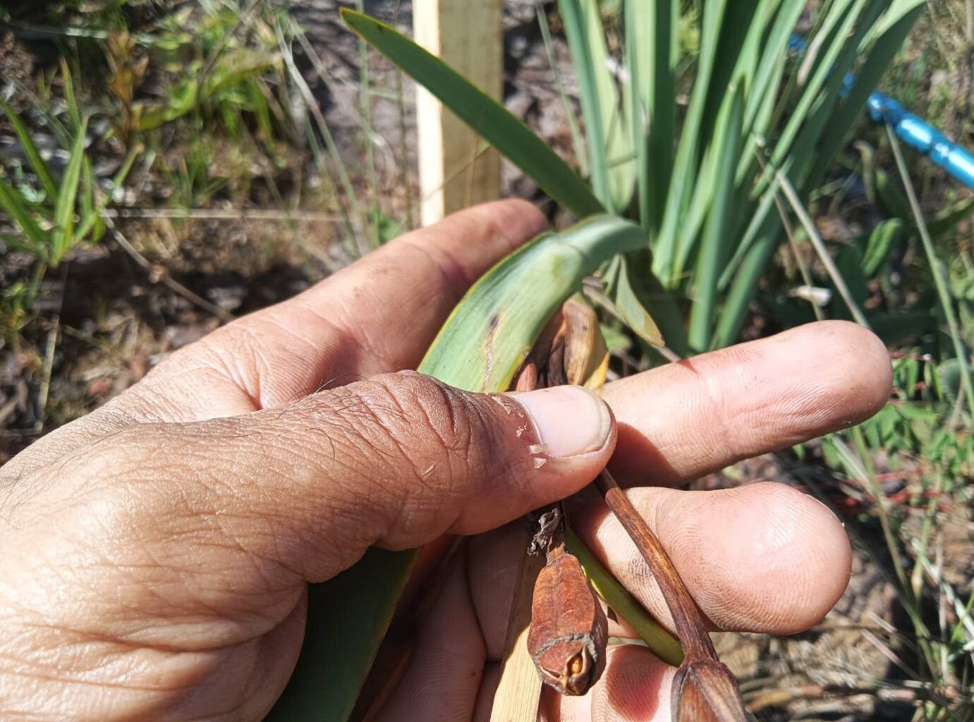 Trimezia rupestris — houseplant care guide