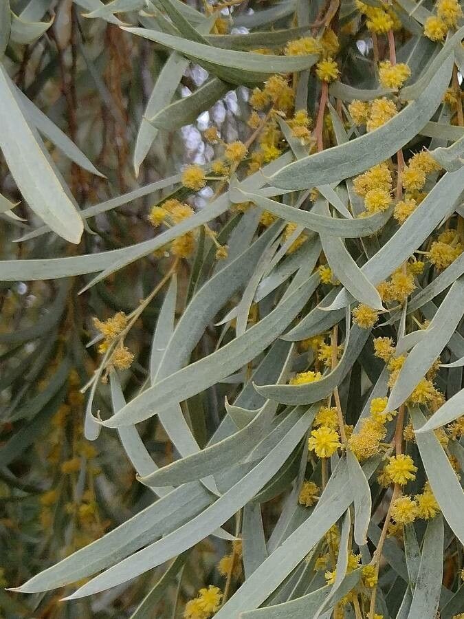 Acacia pendula — search result for 'Acacia'