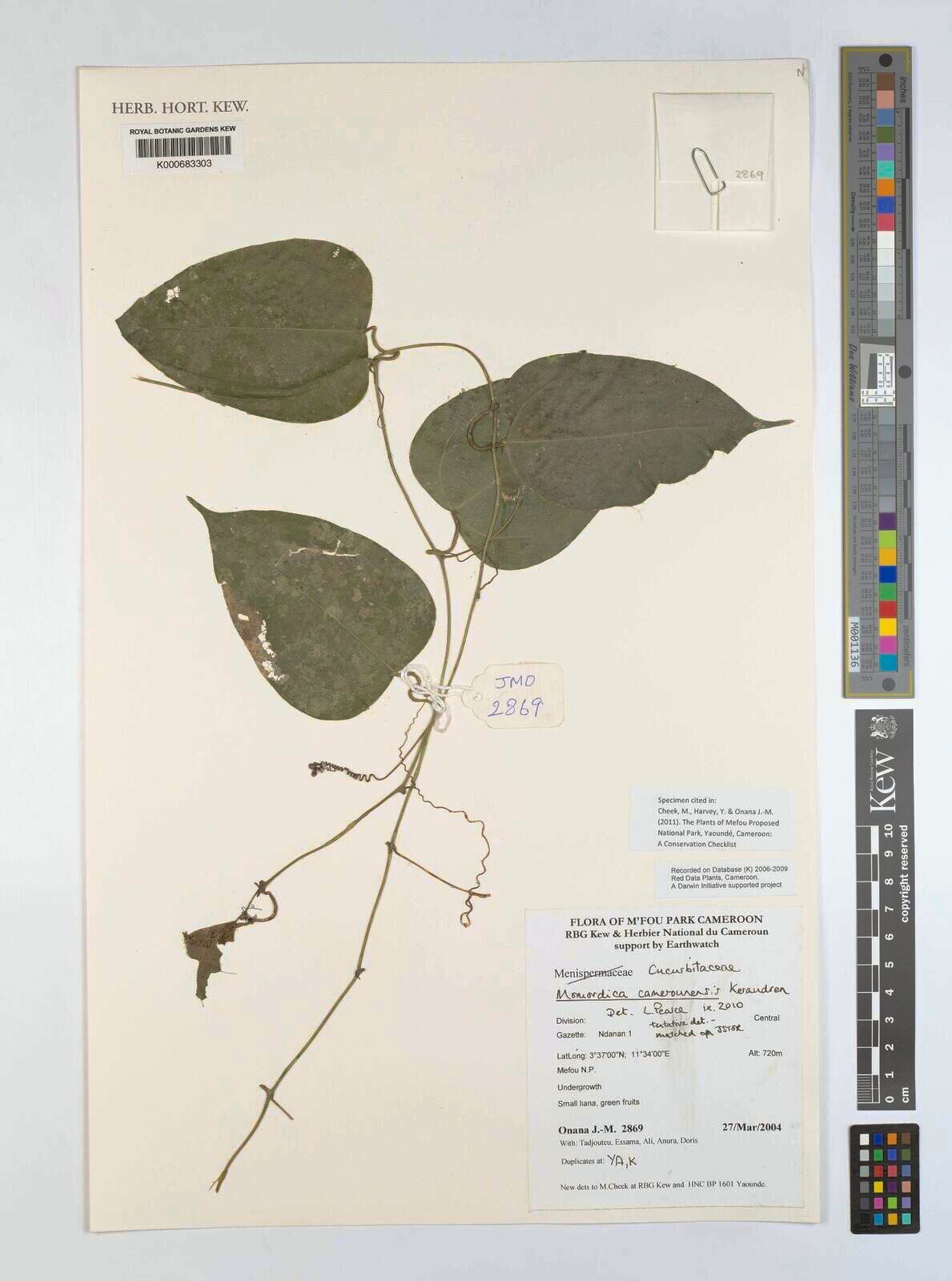 Momordica camerounensis — search result for 'Momordica'