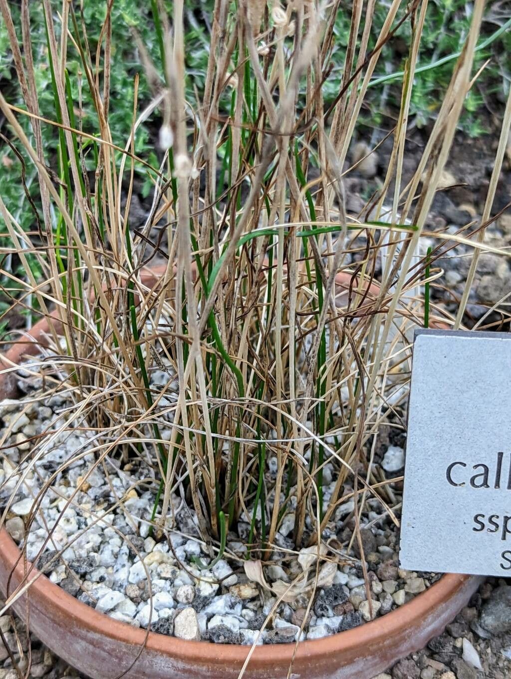 Allium callimischon — houseplant care guide